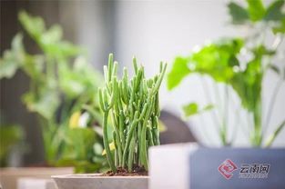 科技魅力下的植物盛宴 非遺復(fù)興中的盤龍與你相遇谷類作物