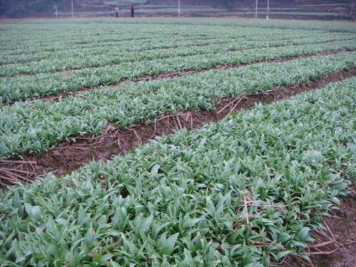 重慶城口太白貝母與貝母蒸梨的傳說