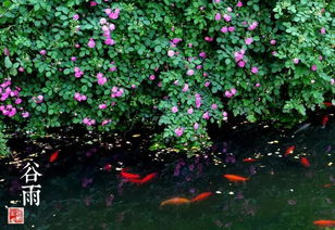 2019年濟南二十四節(jié)氣與谷類作物回顧