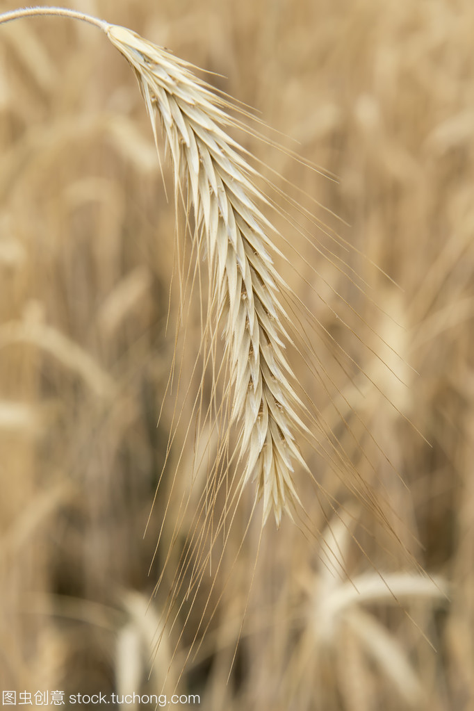 谷類作物信息系統集成服務 現代農業智能化的關鍵支撐