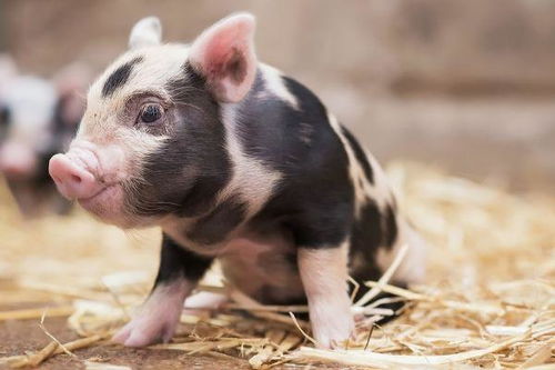 生肖豬11月避坑指南 切忌這4件傻事，以免斷送財路