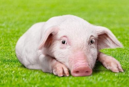 生肖豬的朋友，12月將有貴人來(lái)圓你20年的愿望，看看他是誰(shuí)