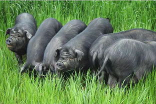 科學新視角 豬的百態世界與顛覆性認知